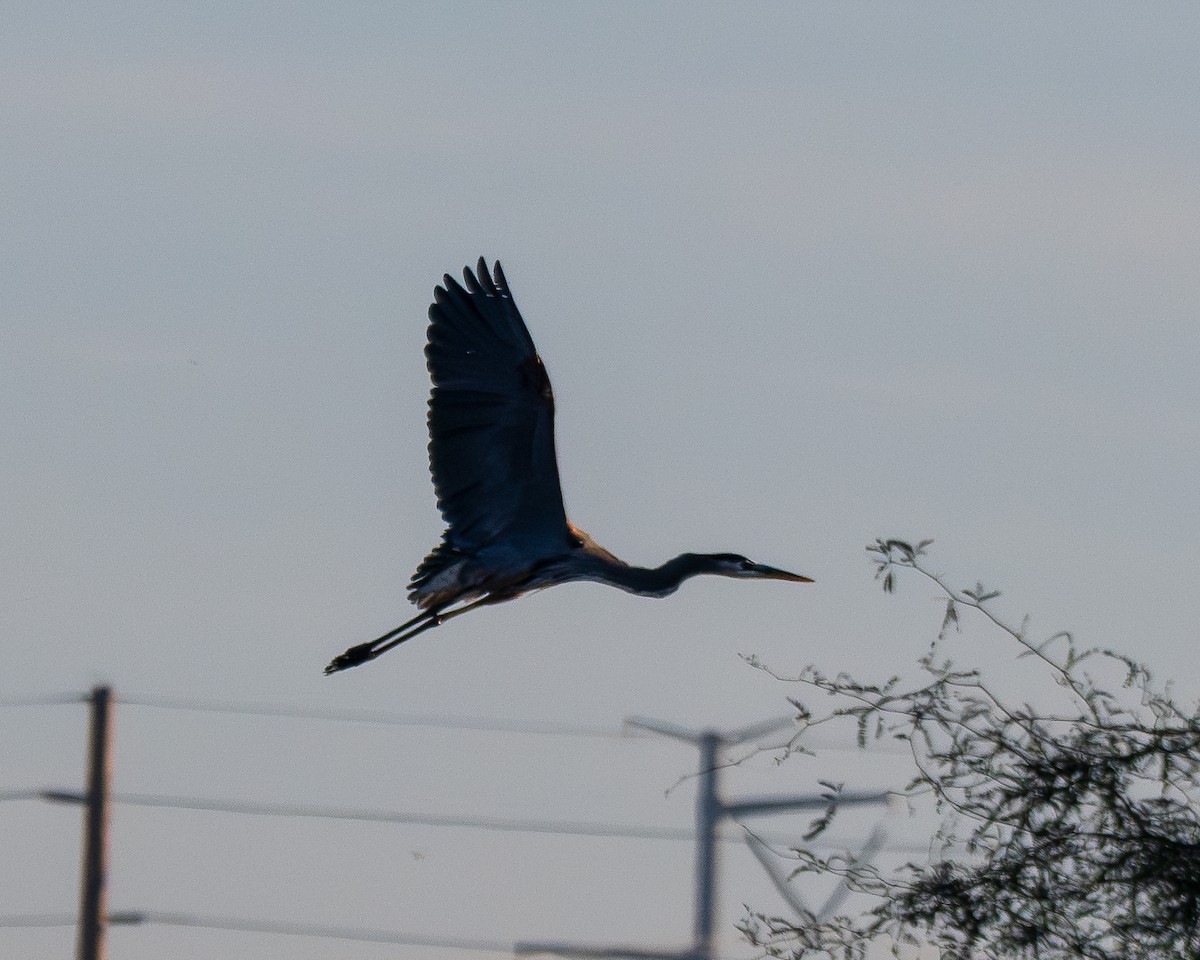 Great Blue Heron - ML645924035