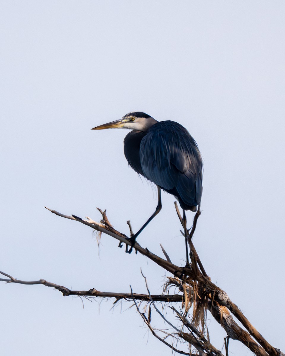 Great Blue Heron - ML645924036