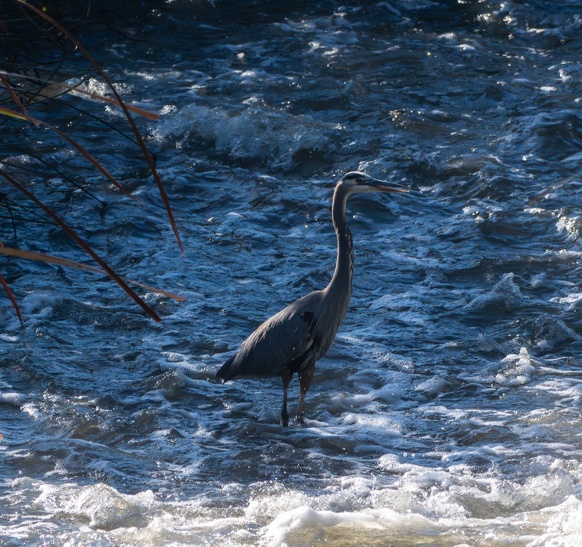 Great Blue Heron - ML645924037