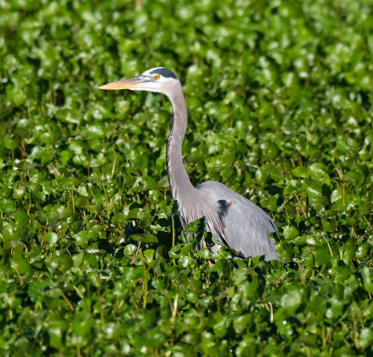 Great Blue Heron - ML645924038