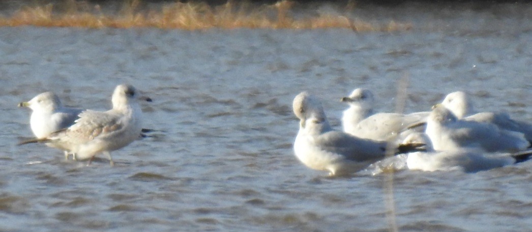 Ring-billed Gull - ML645924039