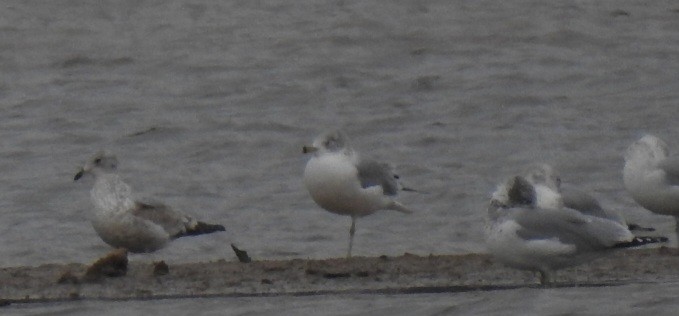 Ring-billed Gull - ML645924040