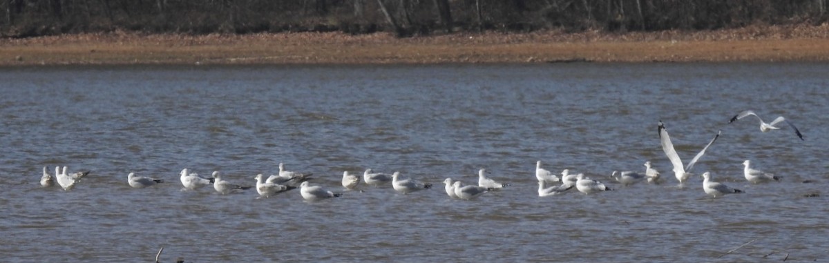Ring-billed Gull - ML645924041
