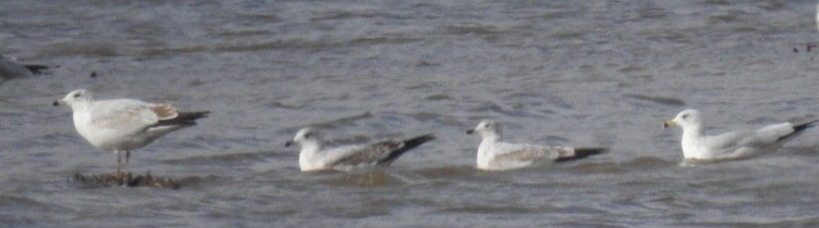Ring-billed Gull - ML645924042