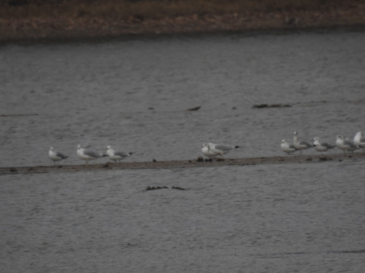 Ring-billed Gull - ML645924043