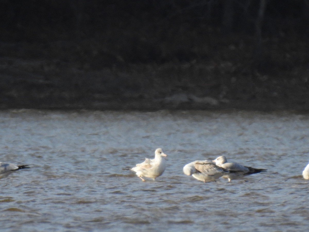 Ring-billed Gull - ML645924044