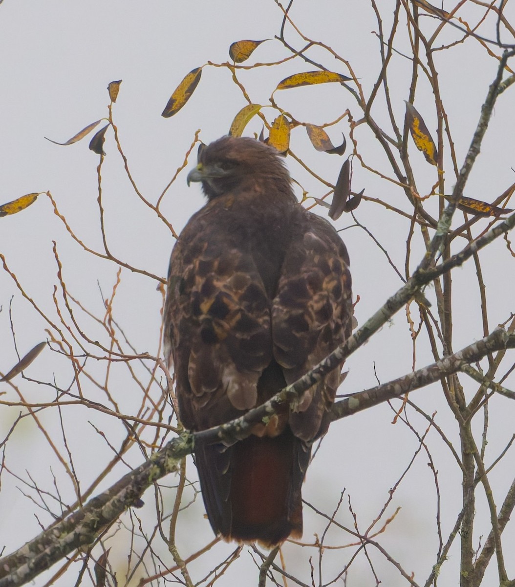 Red-tailed Hawk - ML645924048