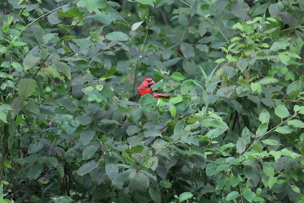 Cardinal rouge - ML645924052