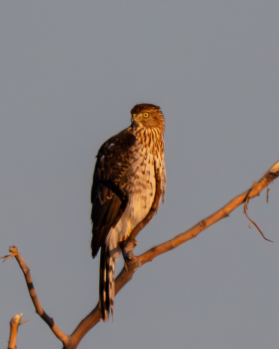 Cooper's Hawk - ML645924054
