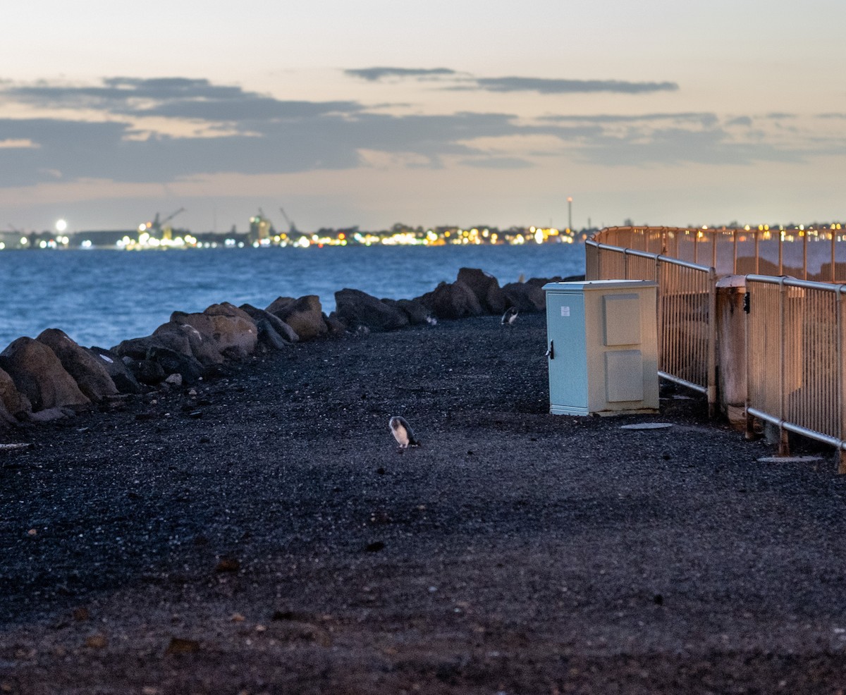 Малый пингвин - ML645924063