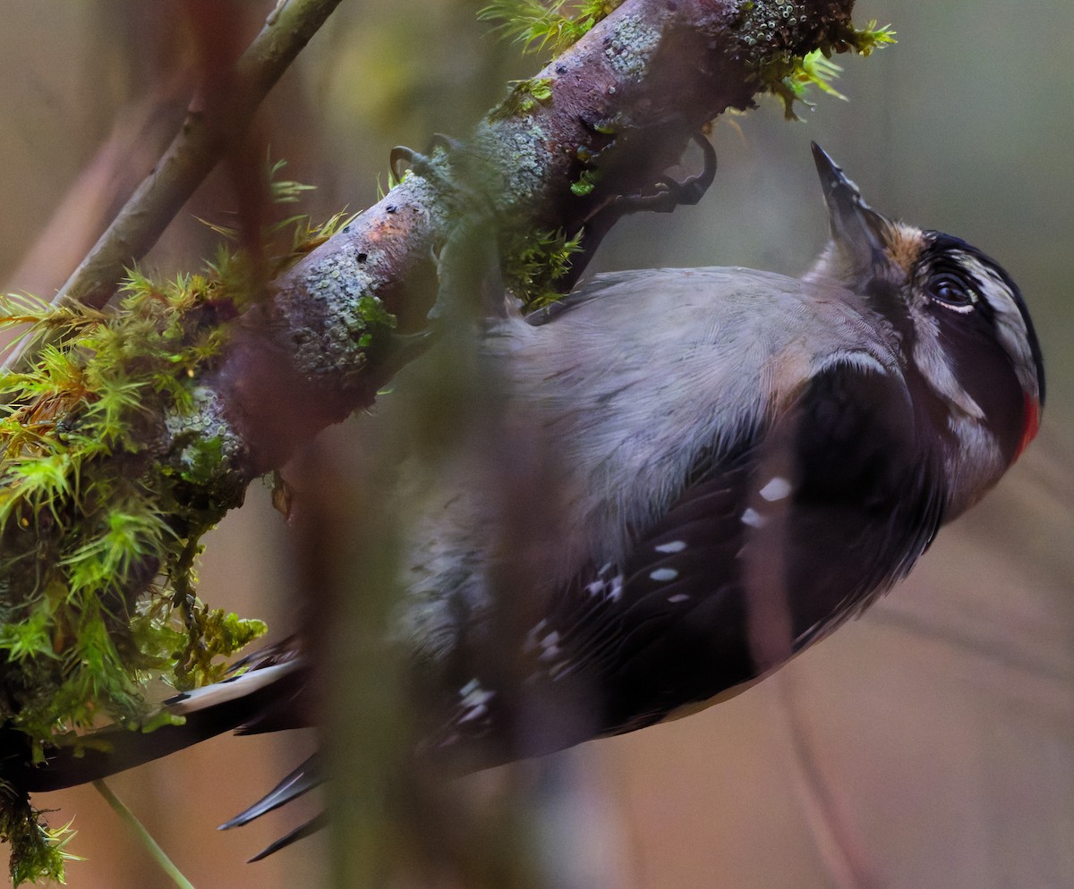 Downy Woodpecker (Pacific) - ML645924064