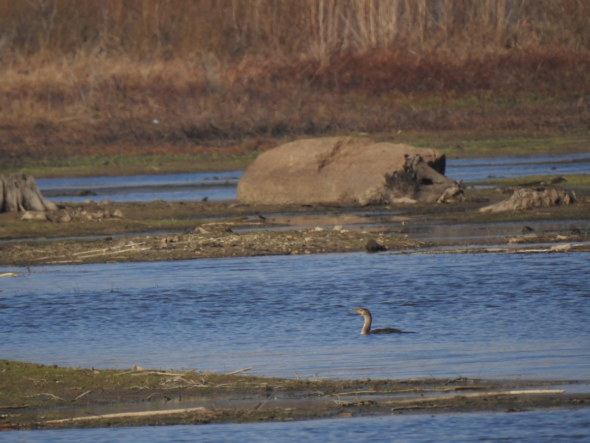 Double-crested Cormorant - ML645924066