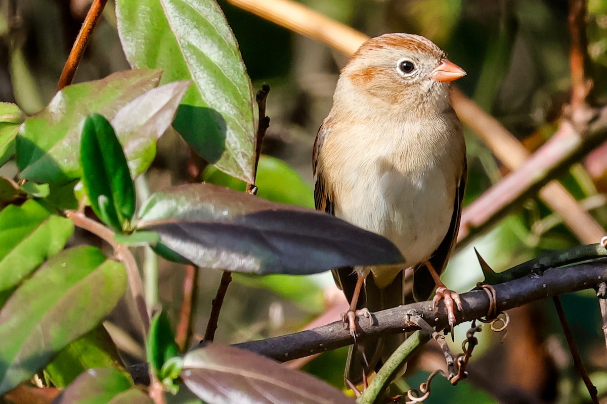 Field Sparrow - ML645924071