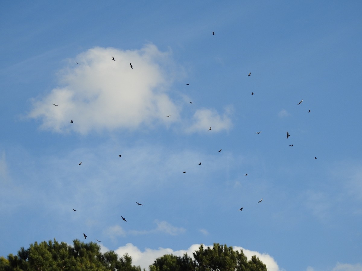 Turkey Vulture - ML645924072