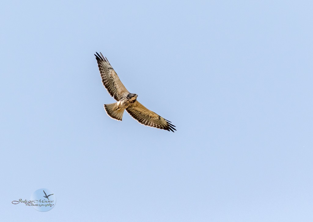 Свенсонов канюк - ML645924081