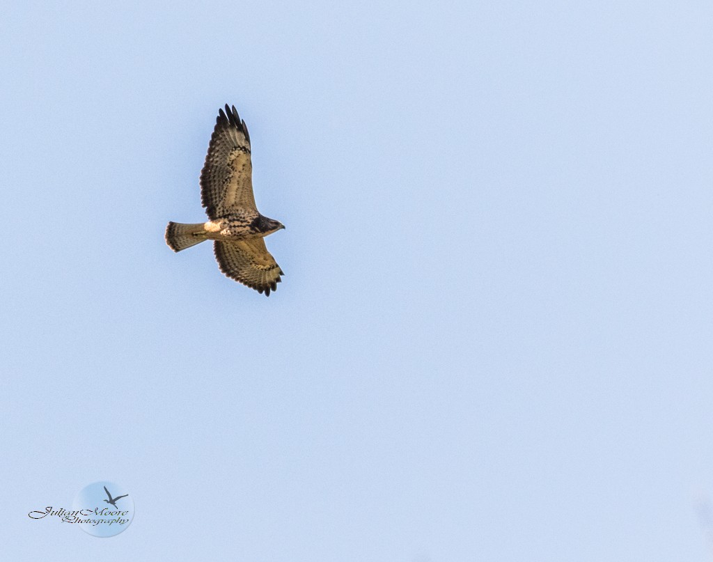 Свенсонов канюк - ML645924082