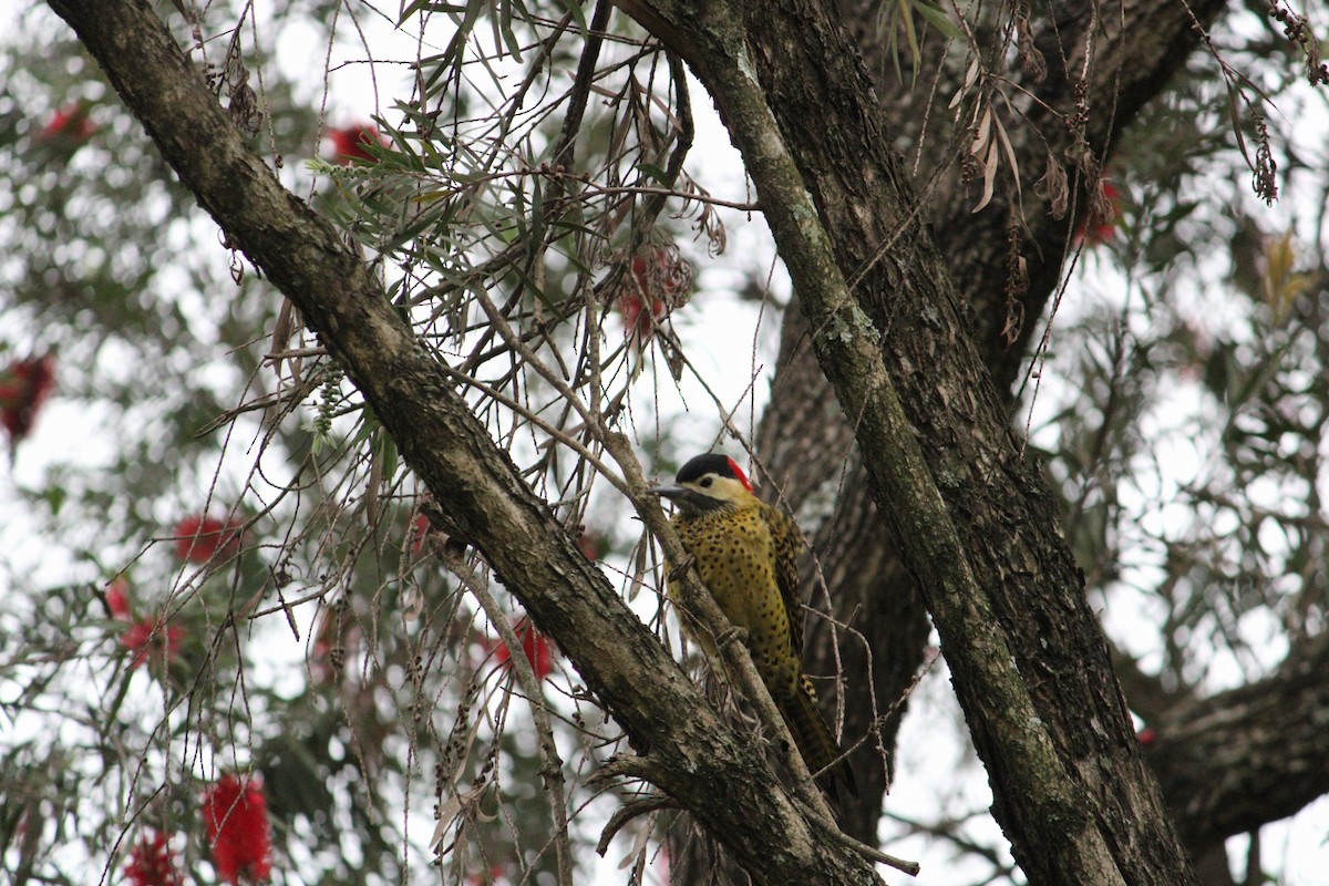 Черноусый дятел - ML645924084