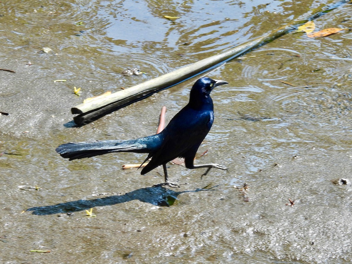 Great-tailed Grackle - ML645924085