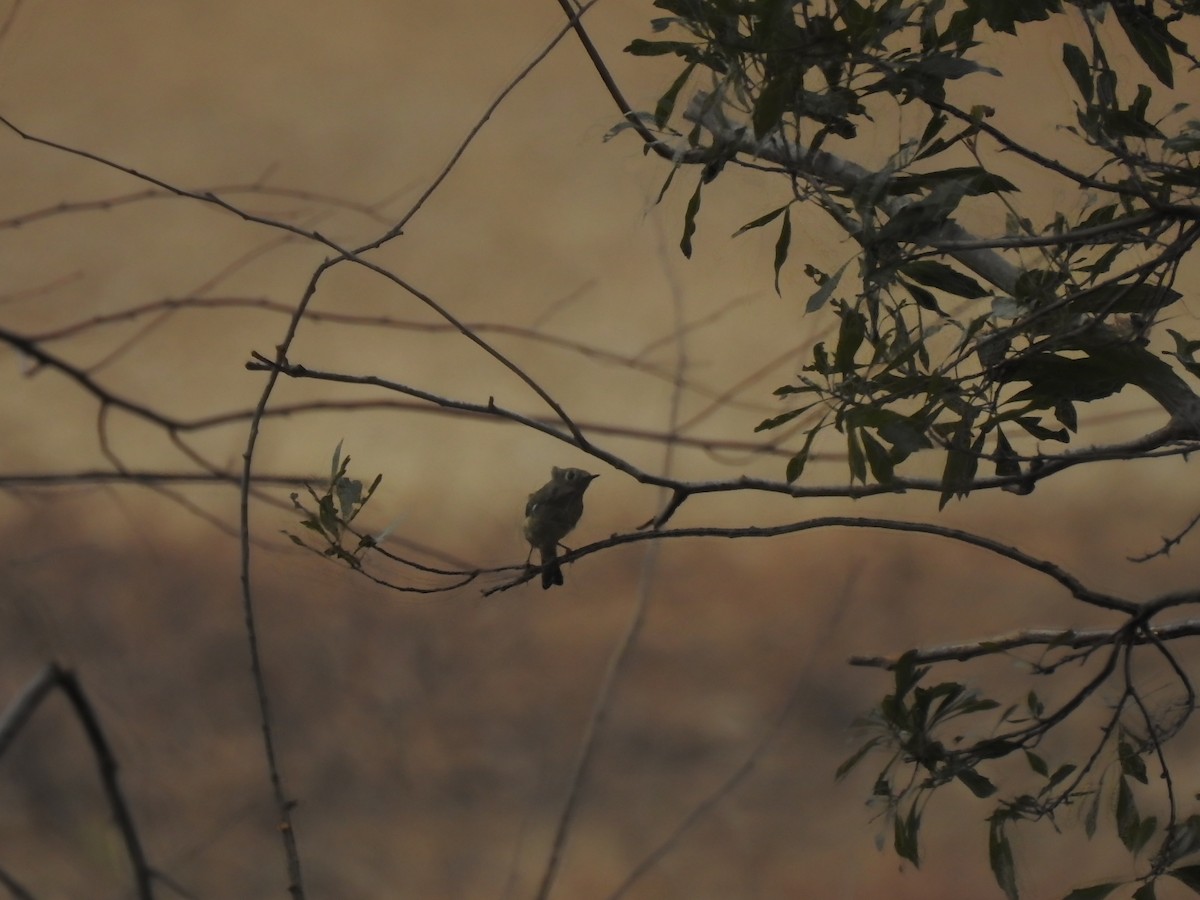 Ruby-crowned Kinglet - ML645924095