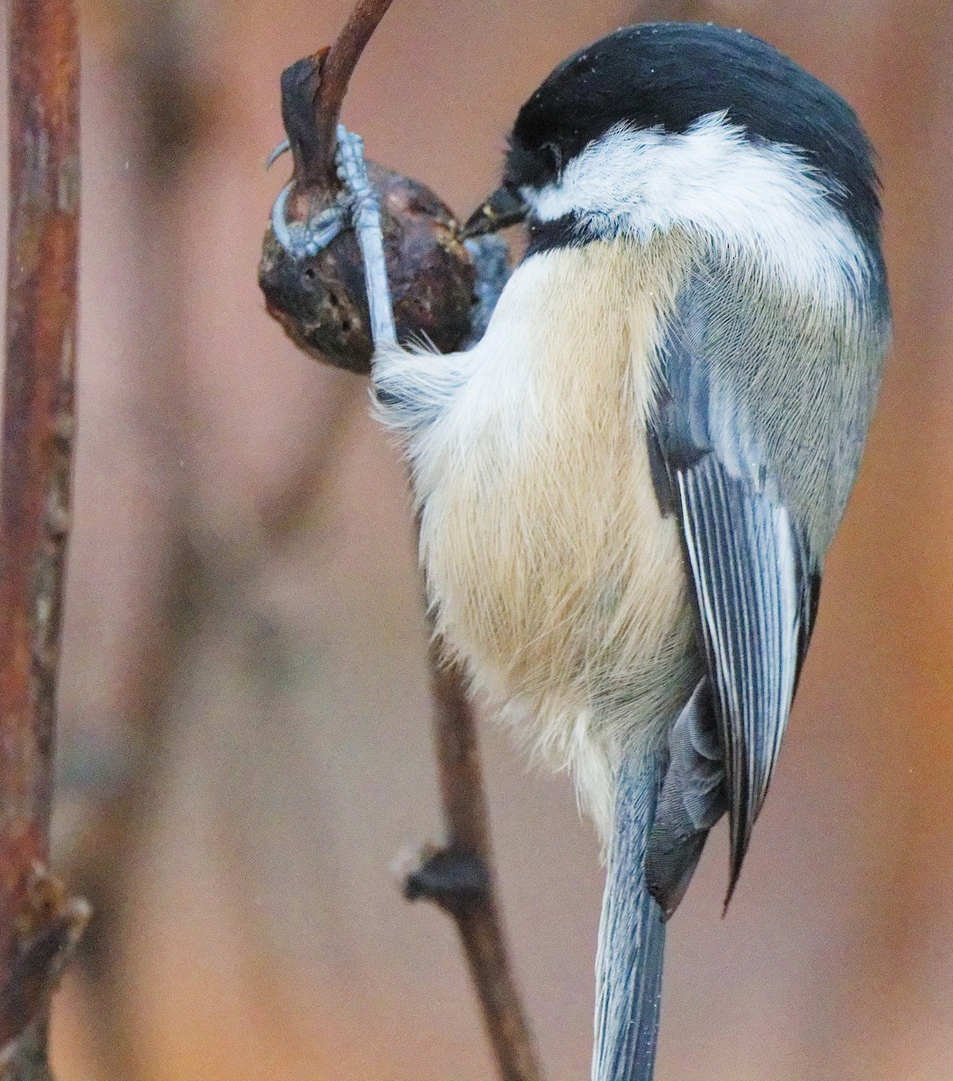 Black-capped Chickadee - ML645924096