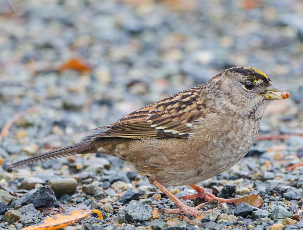 Golden-crowned Sparrow - ML645924107