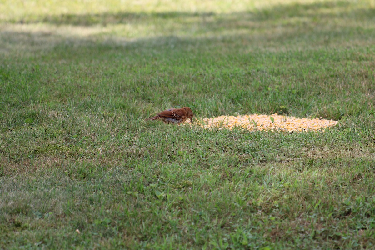 דשוש חום - ML645924114
