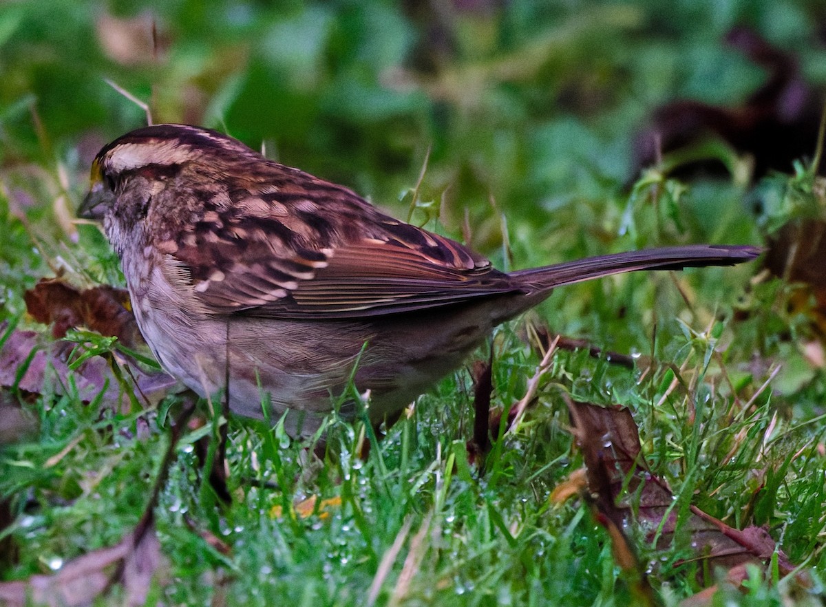 White-throated Sparrow - ML645924116
