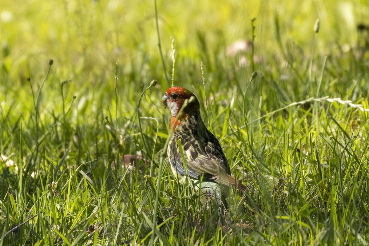Eastern Rosella - ML645924128