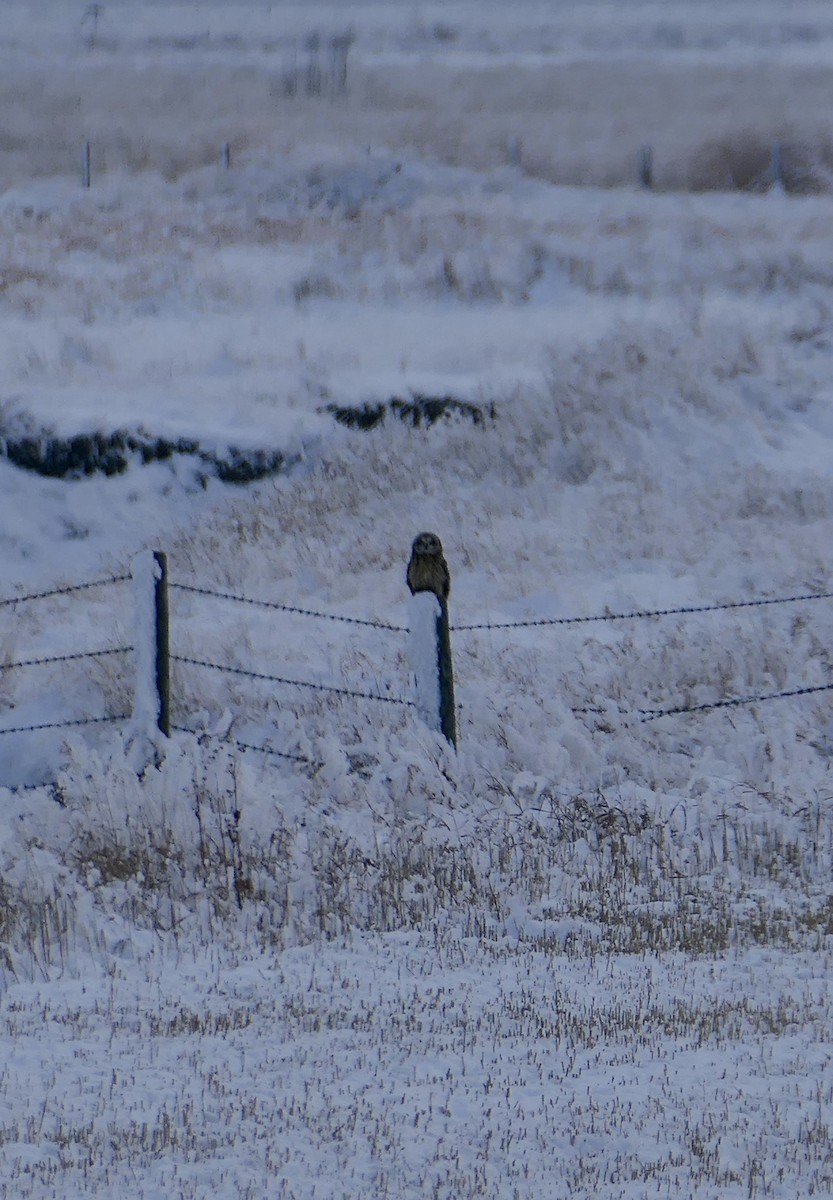 Short-eared Owl - ML645924131