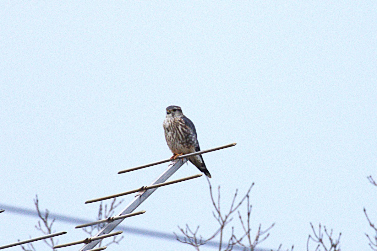 Merlin - ML645924133