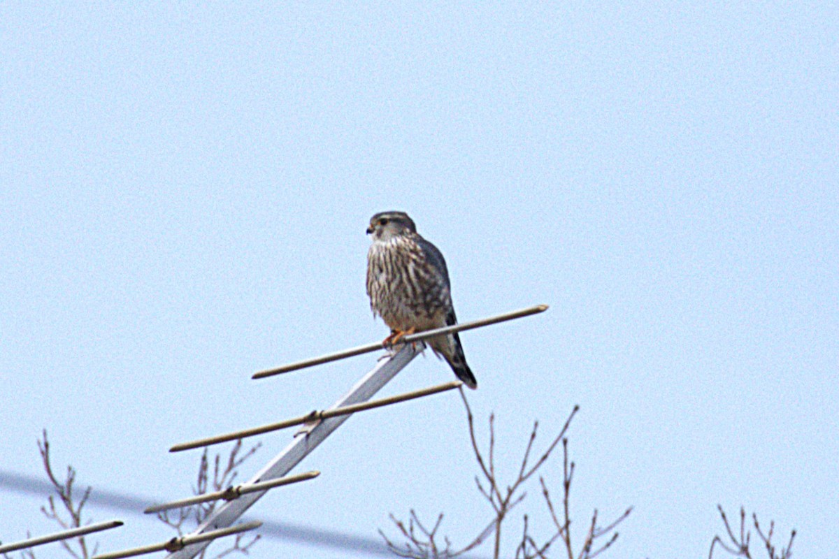 Merlin - ML645924134