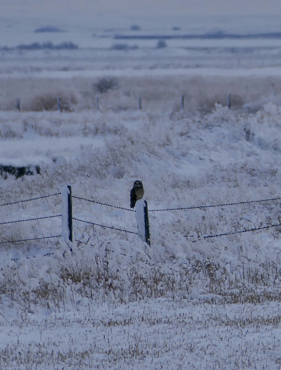 Short-eared Owl - ML645924145