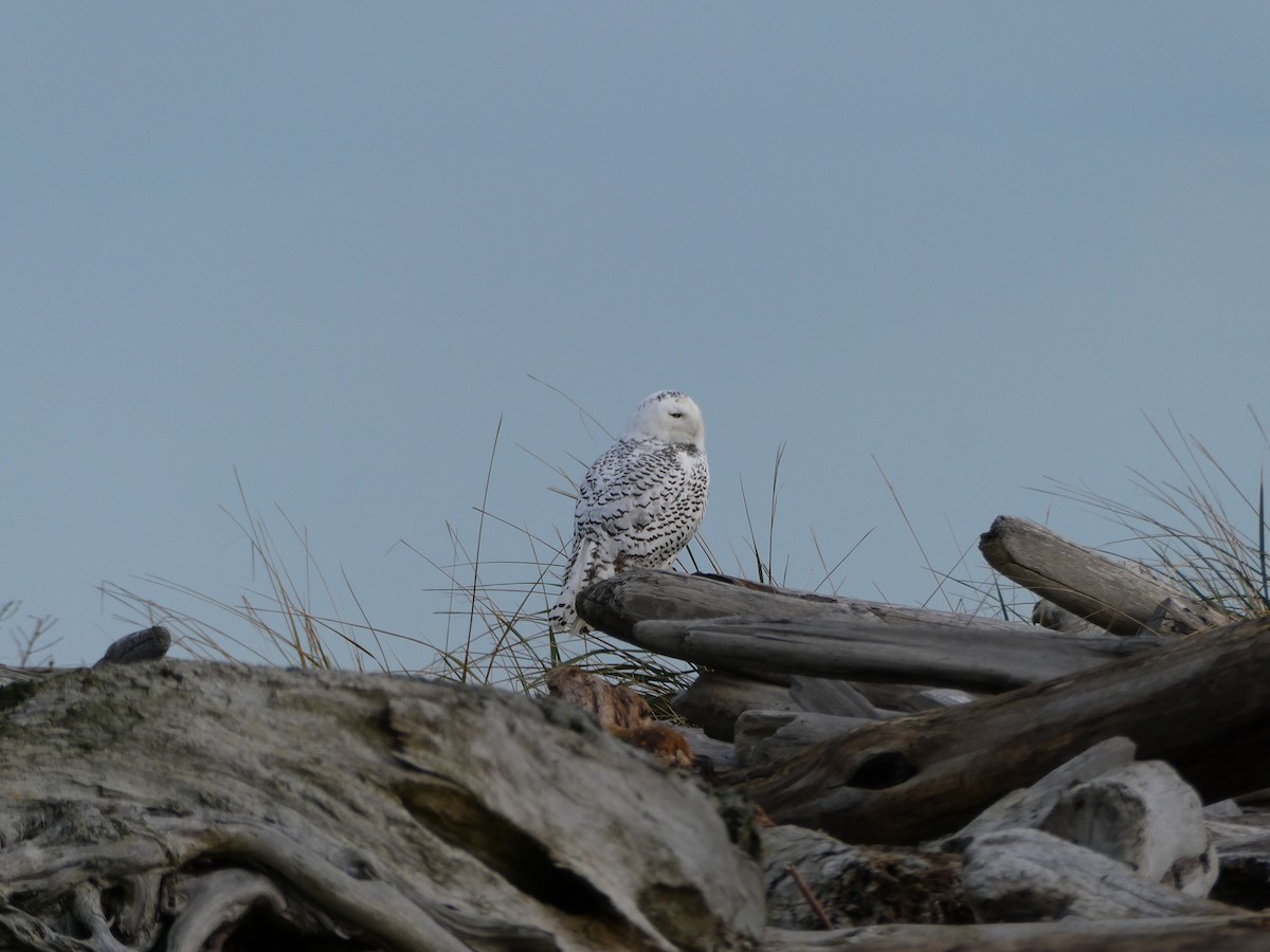 Snowy Owl - ML645924168