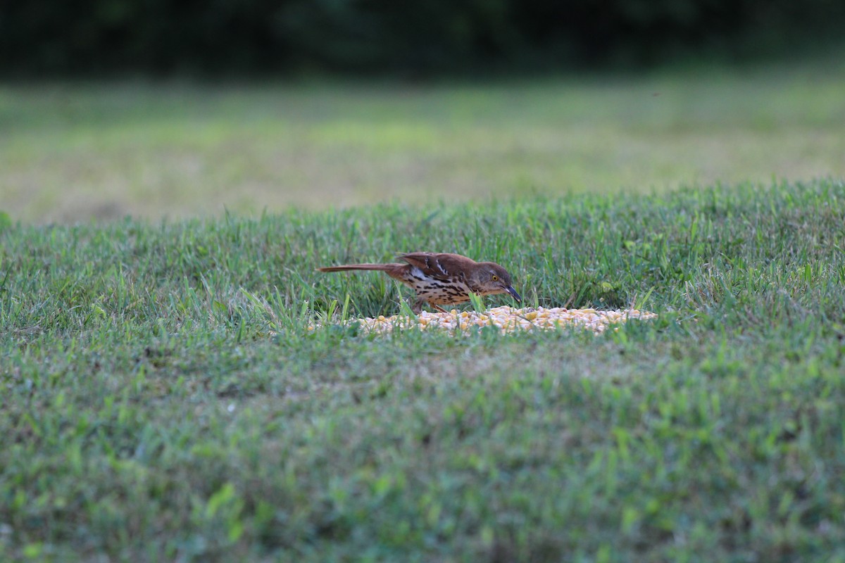 דשוש חום - ML645924176