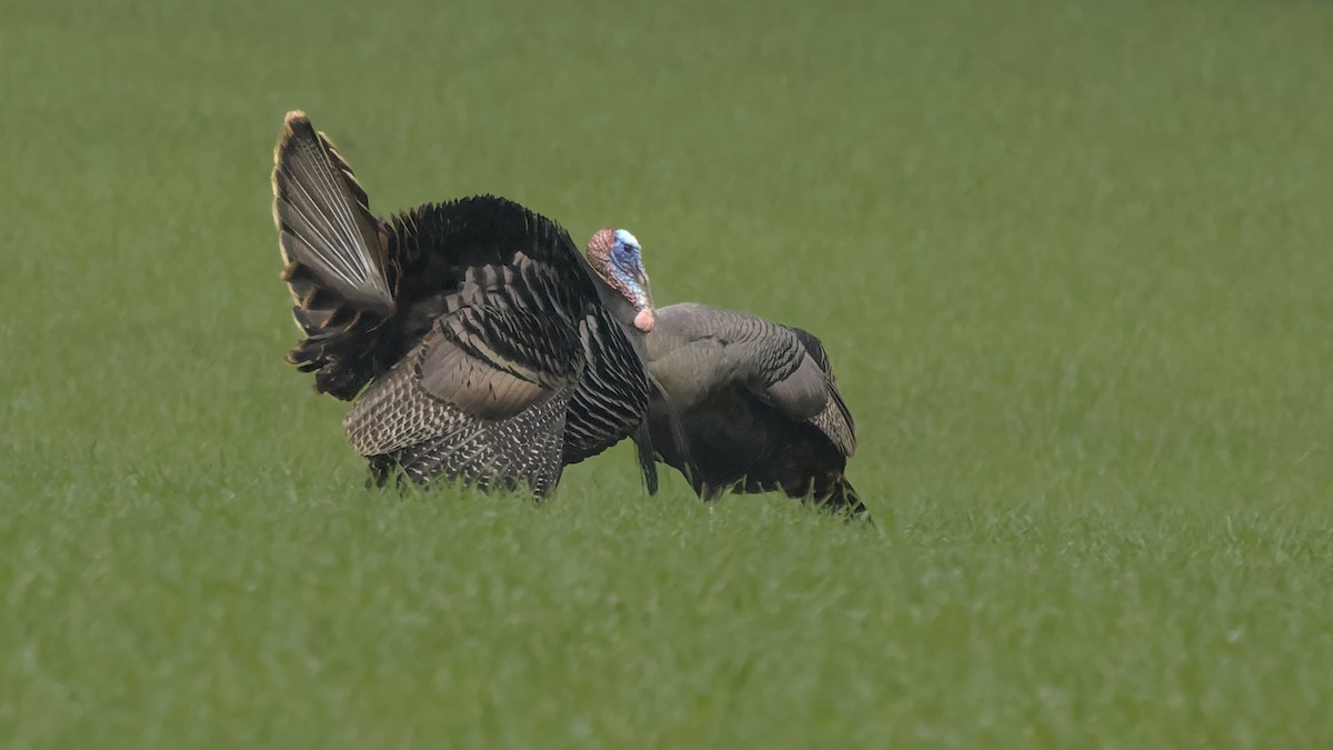 Wild Turkey - ML645924178