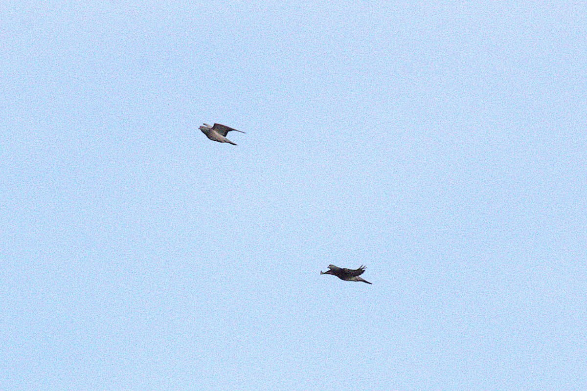 Rock Pigeon (Feral Pigeon) - ML645924179