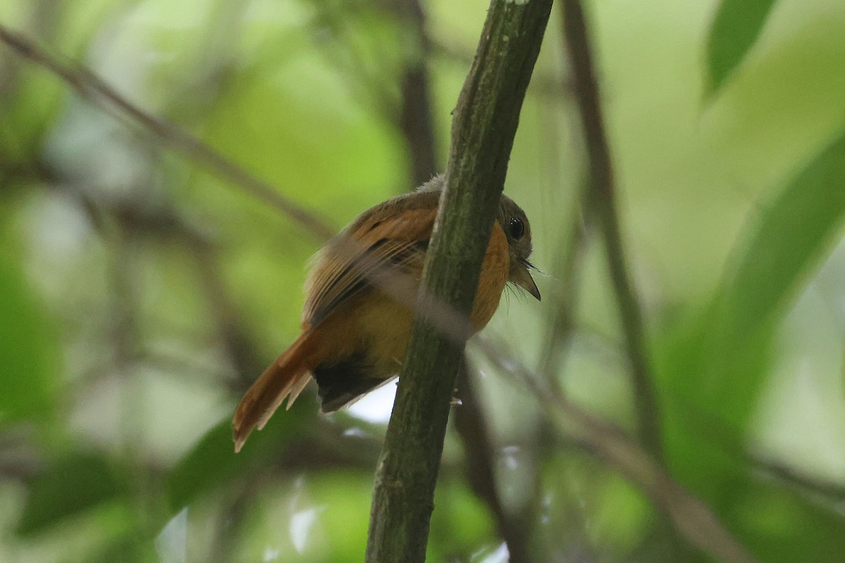 Ruddy-tailed Flycatcher - ML645924181
