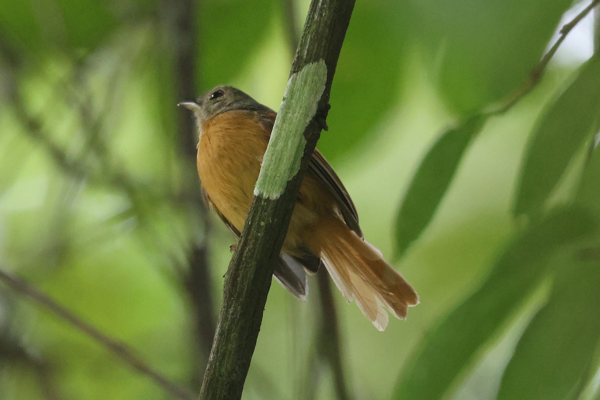 Ruddy-tailed Flycatcher - ML645924182