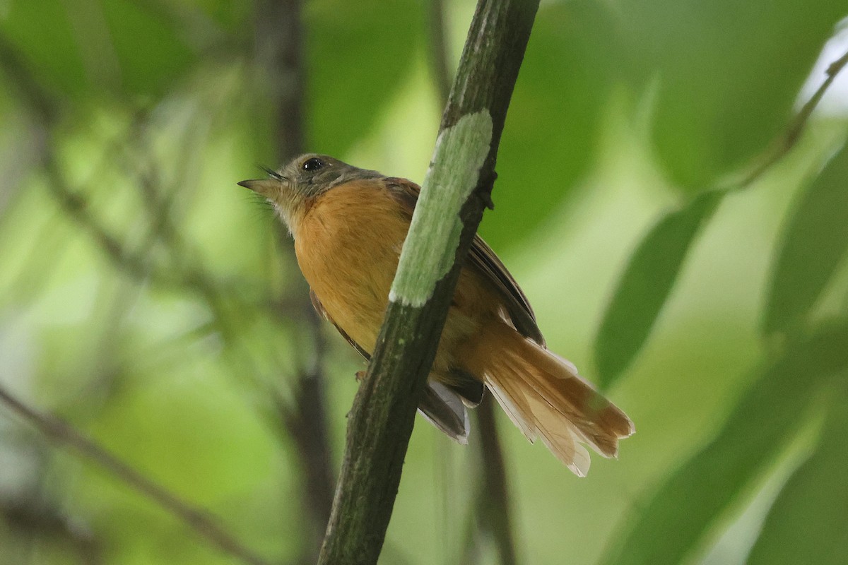 Ruddy-tailed Flycatcher - ML645924183