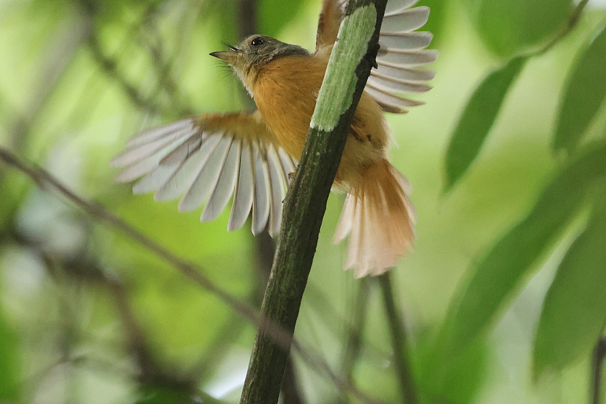 Ruddy-tailed Flycatcher - ML645924184