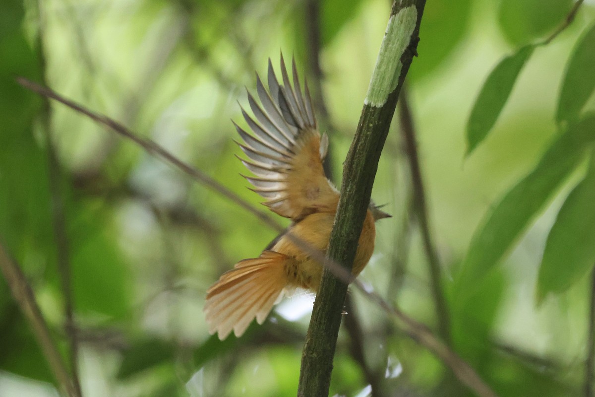 Ruddy-tailed Flycatcher - ML645924185