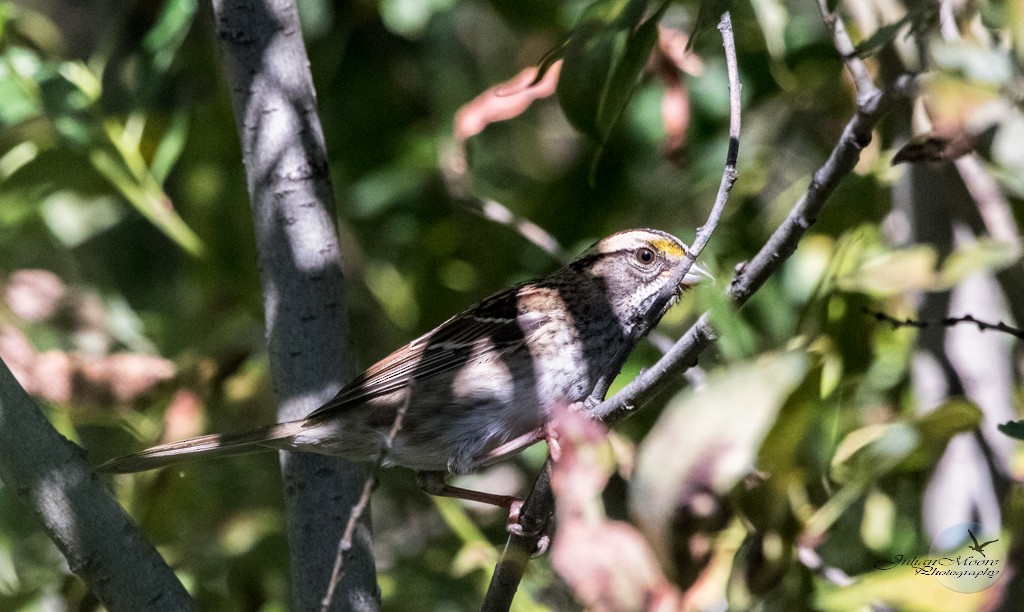 White-throated Sparrow - ML645924194