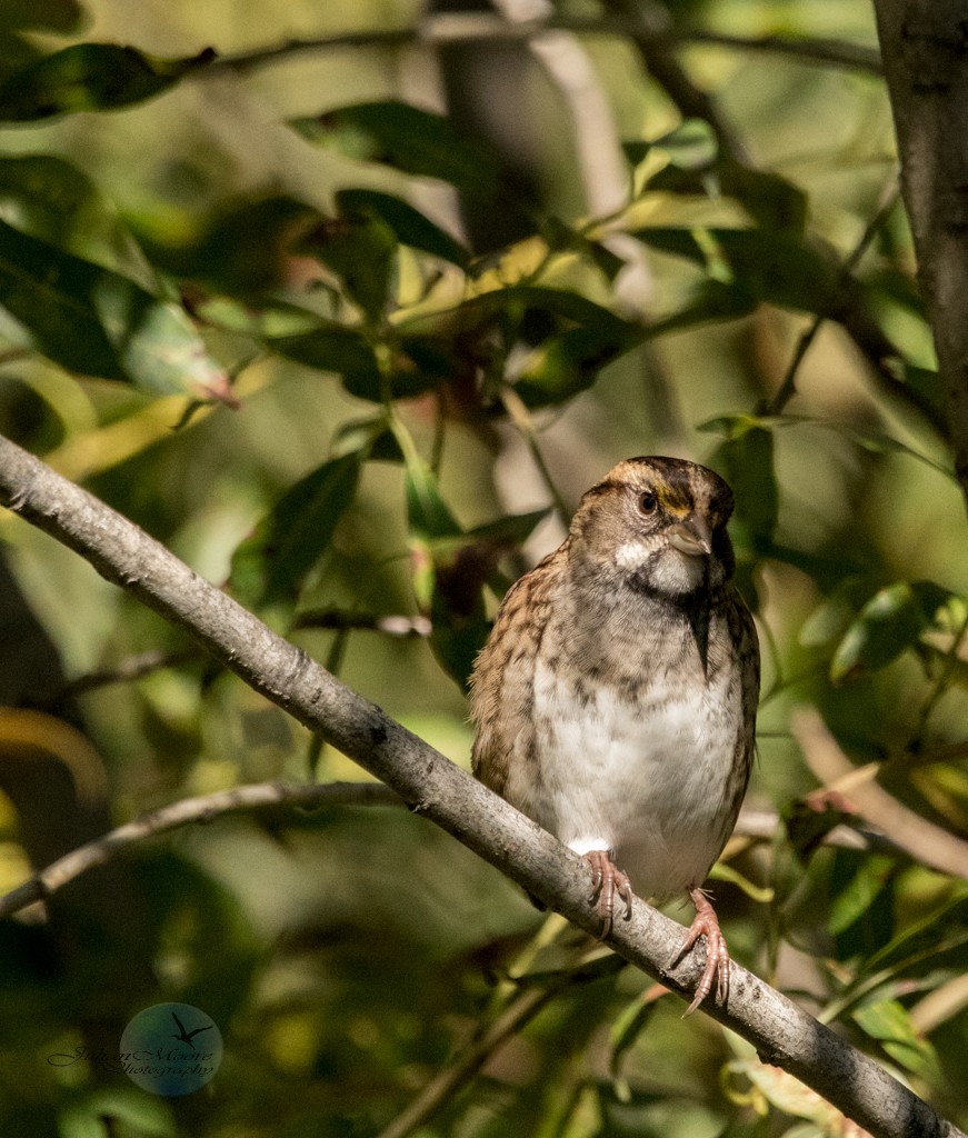White-throated Sparrow - ML645924195