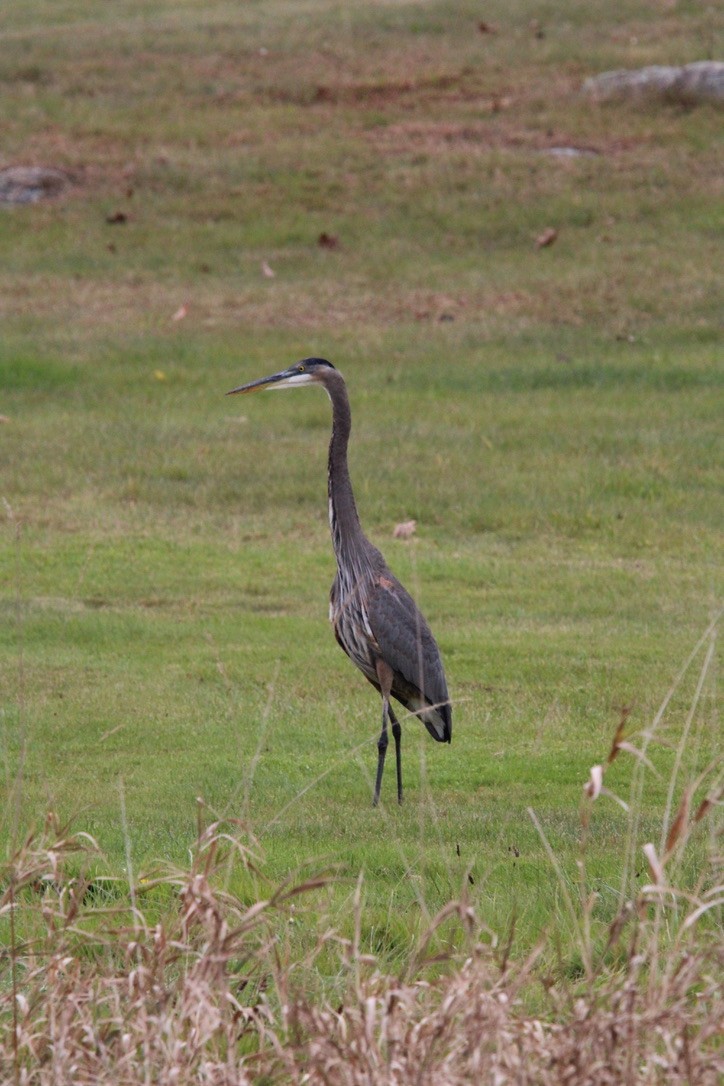 Great Blue Heron - ML645924196