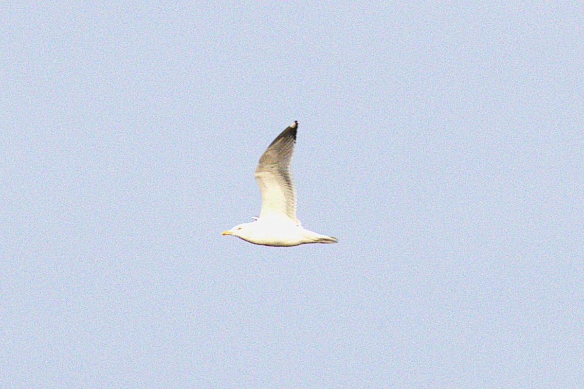 American Herring Gull - ML645924211