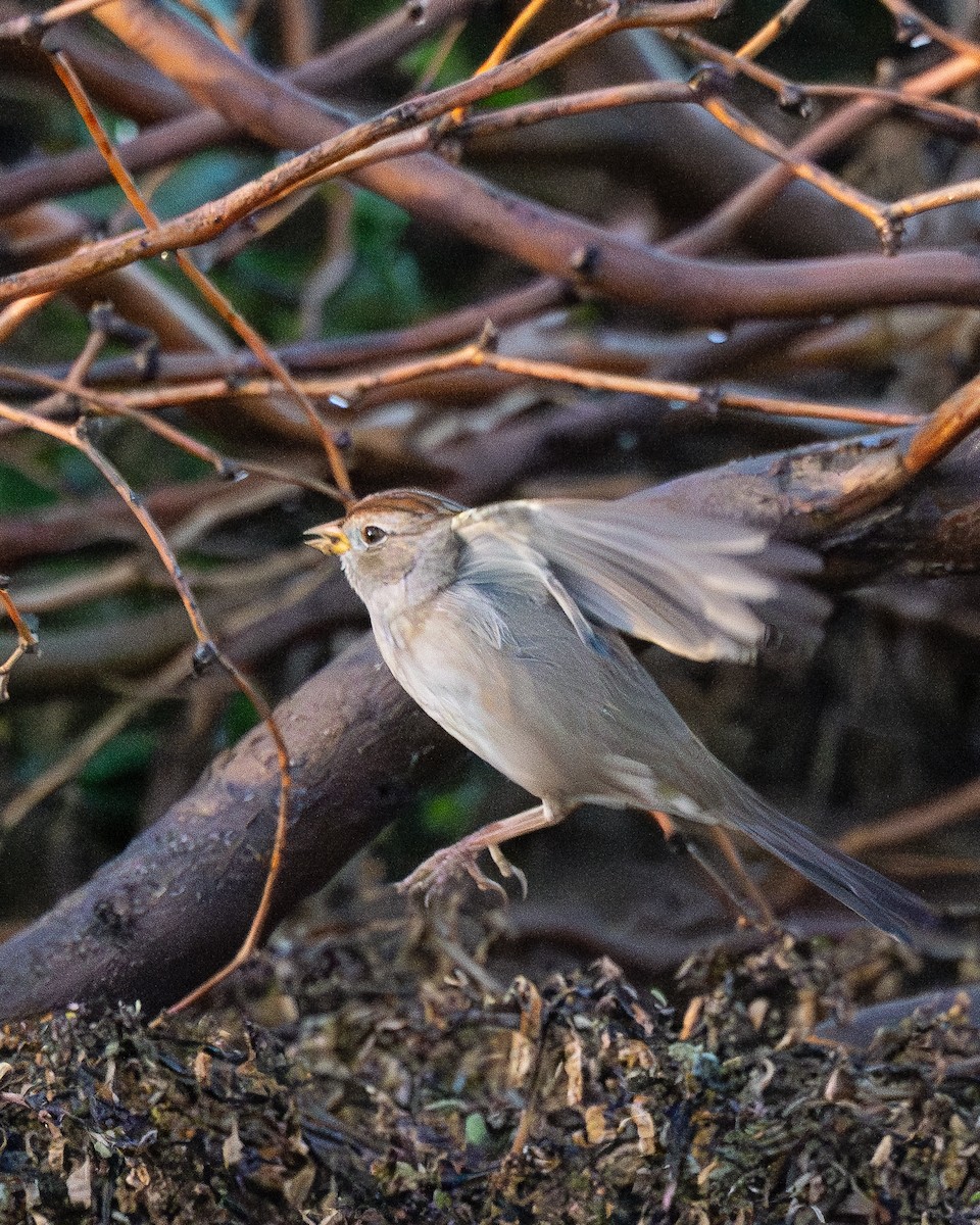 Белобровая овсянка - ML645924224