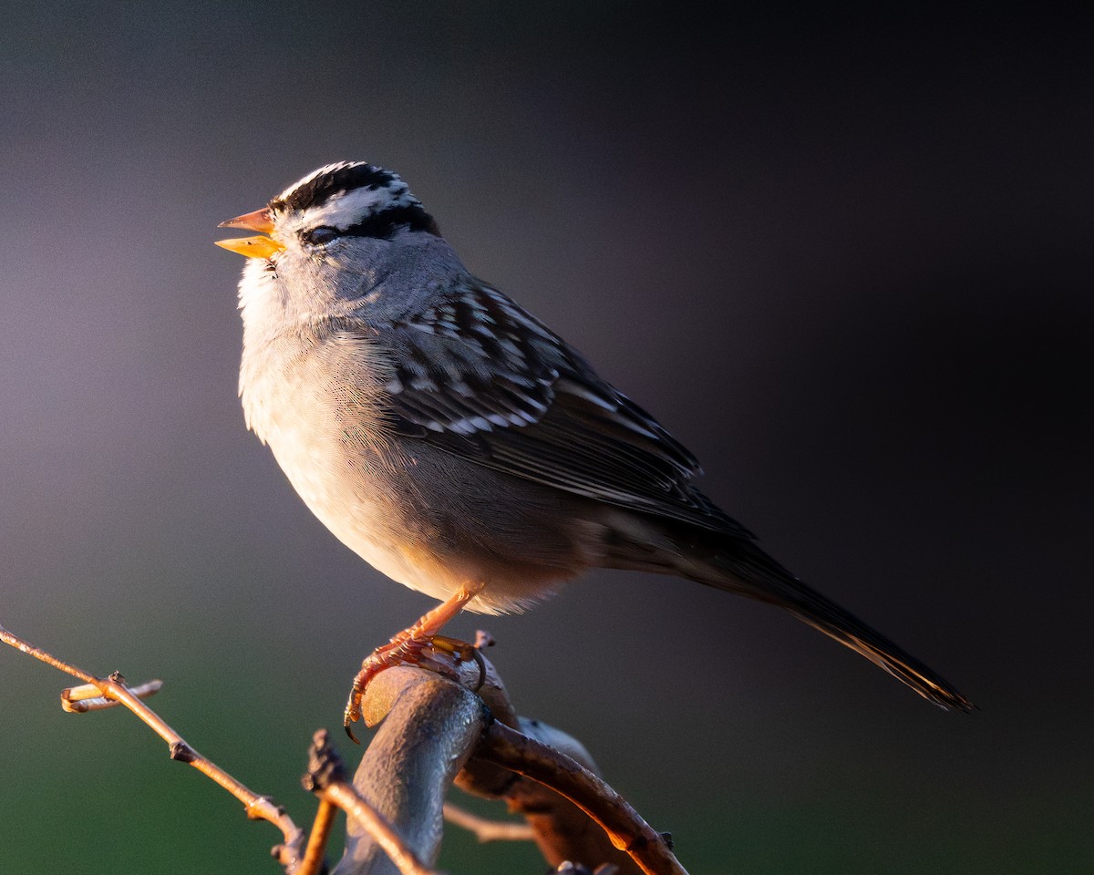 Белобровая овсянка - ML645924225