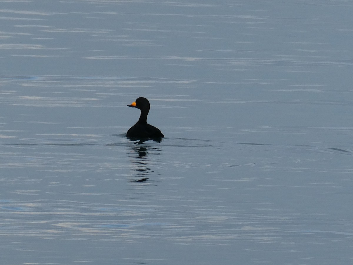 Black Scoter - ML645924226