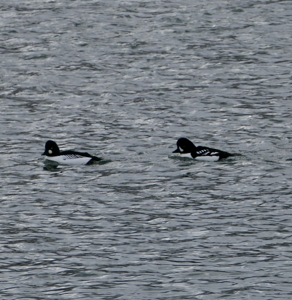 Barrow's Goldeneye - ML645924230
