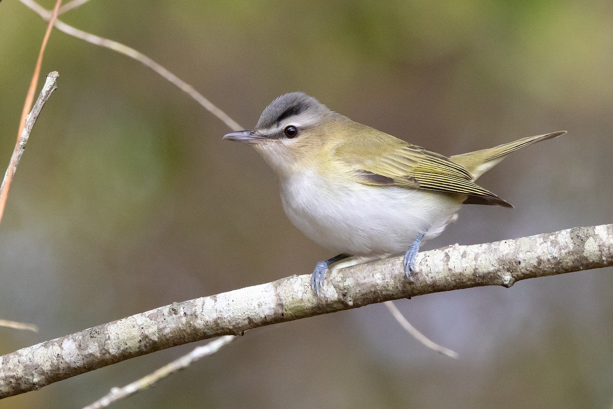 アカメモズモドキ - ML645924233